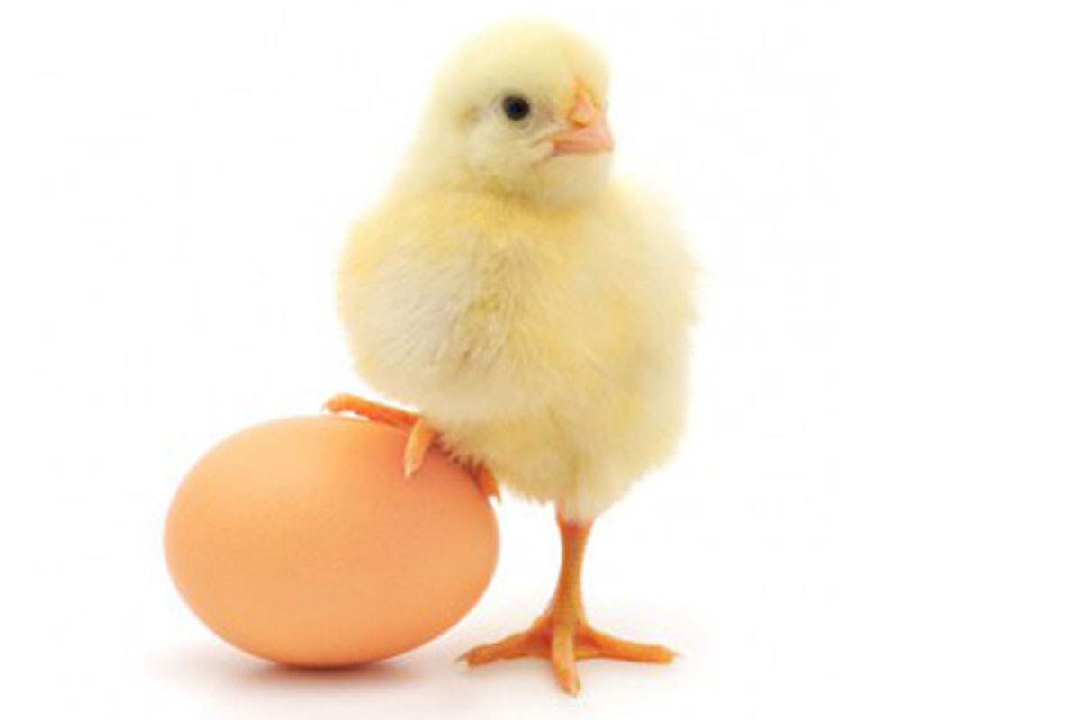 The Chicken or the Egg: Do Your Customers Know What They Need?